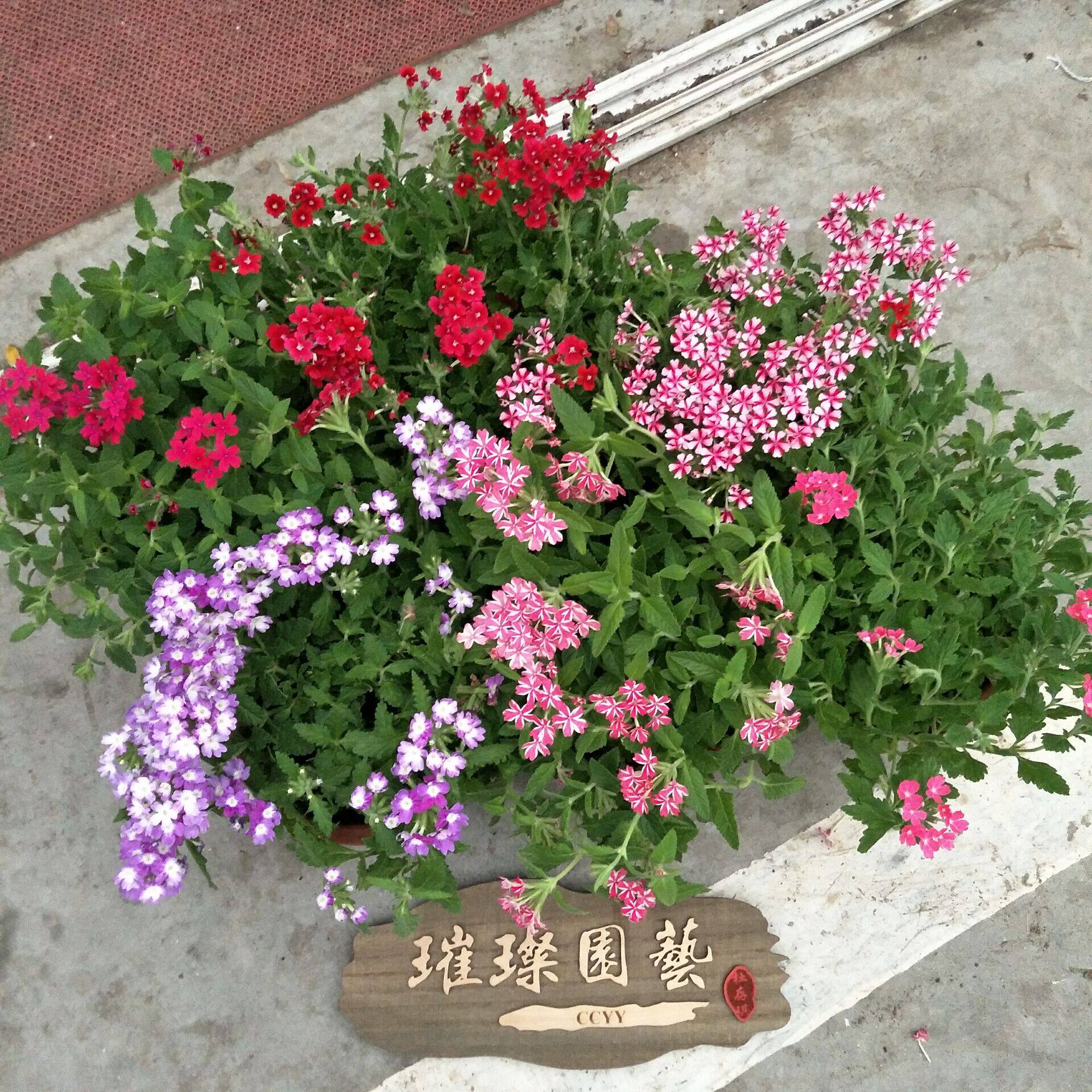四季多年生美女樱盆栽带花宿根花卉绿植盆栽庭院阳台别墅耐晒包邮