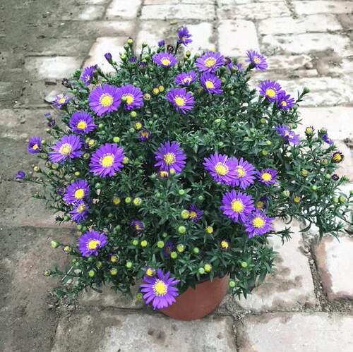 四季荷兰菊盆栽阳台庭院花卉紫色