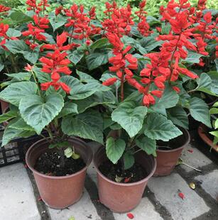 四季红雀 一串红盆栽 调色室内阳台庭院 红红火火 一串红花卉包邮