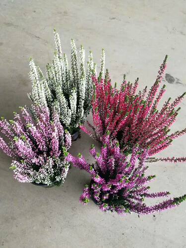 开花木本庭院阳台四季欧石楠