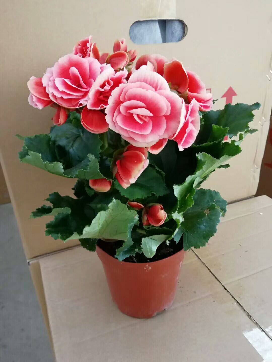 玫瑰海棠丽格海棠盆栽绿植四季海棠花带花发包邮室内庭院阳台花卉