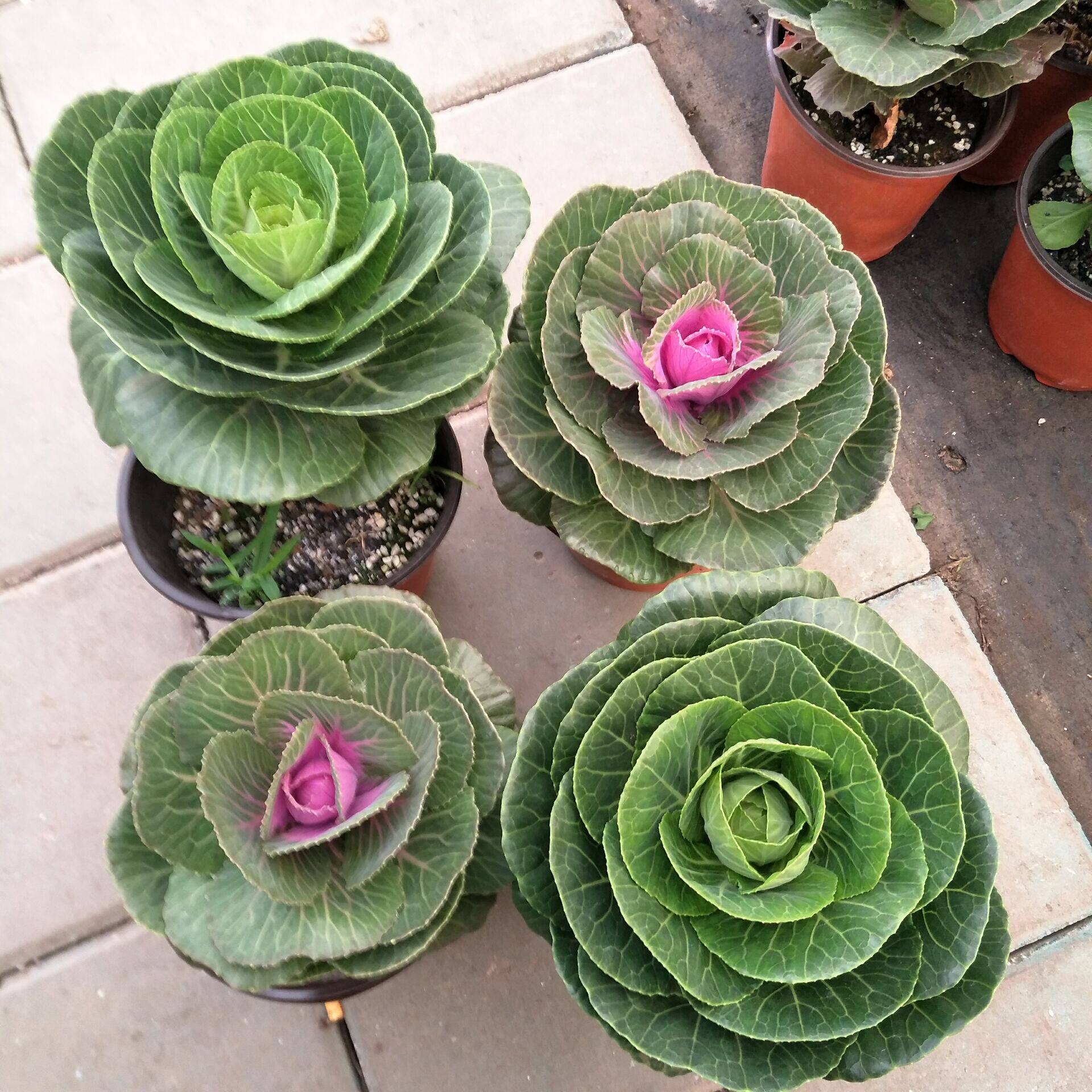 四季易耐极寒低温盆栽花卉羽衣甘蓝花卉盆栽室内庭院阳台绿植包邮