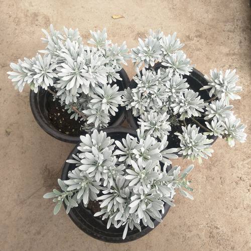 银色绿植盆栽庭院阳台四季芙蓉菊