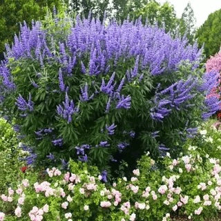 穗花牡荆盆栽庭院花园观花