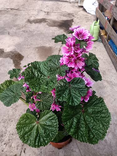 开花蜀葵庭院阳台四季锦葵