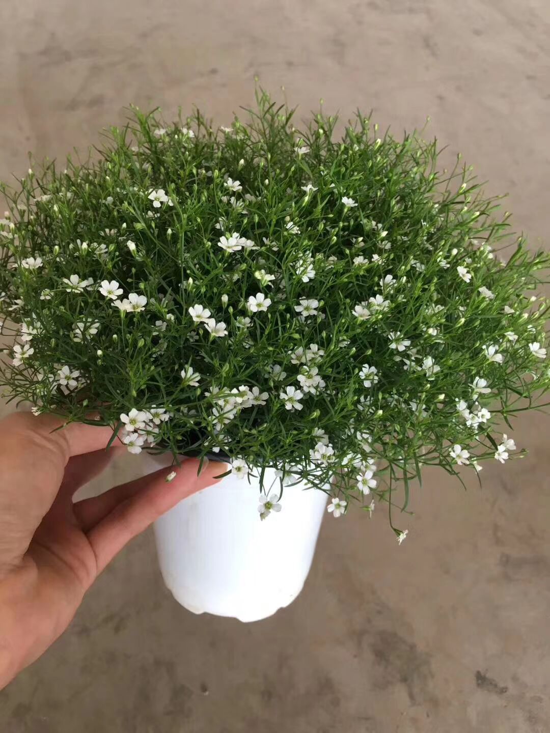 细叶满天星盆栽 吉普赛满天星花苗 阳台花卉植物花园新娘花苗盆栽