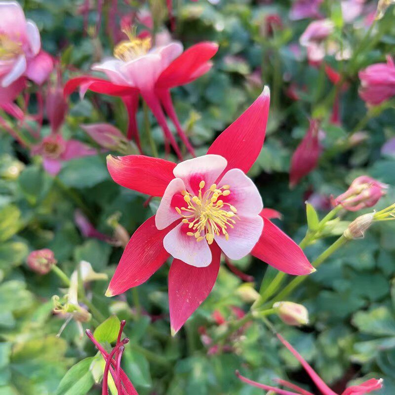 四季漏斗菜花苗耧斗花盆栽带花包邮阳台花园庭院花镜植物花坛富贵