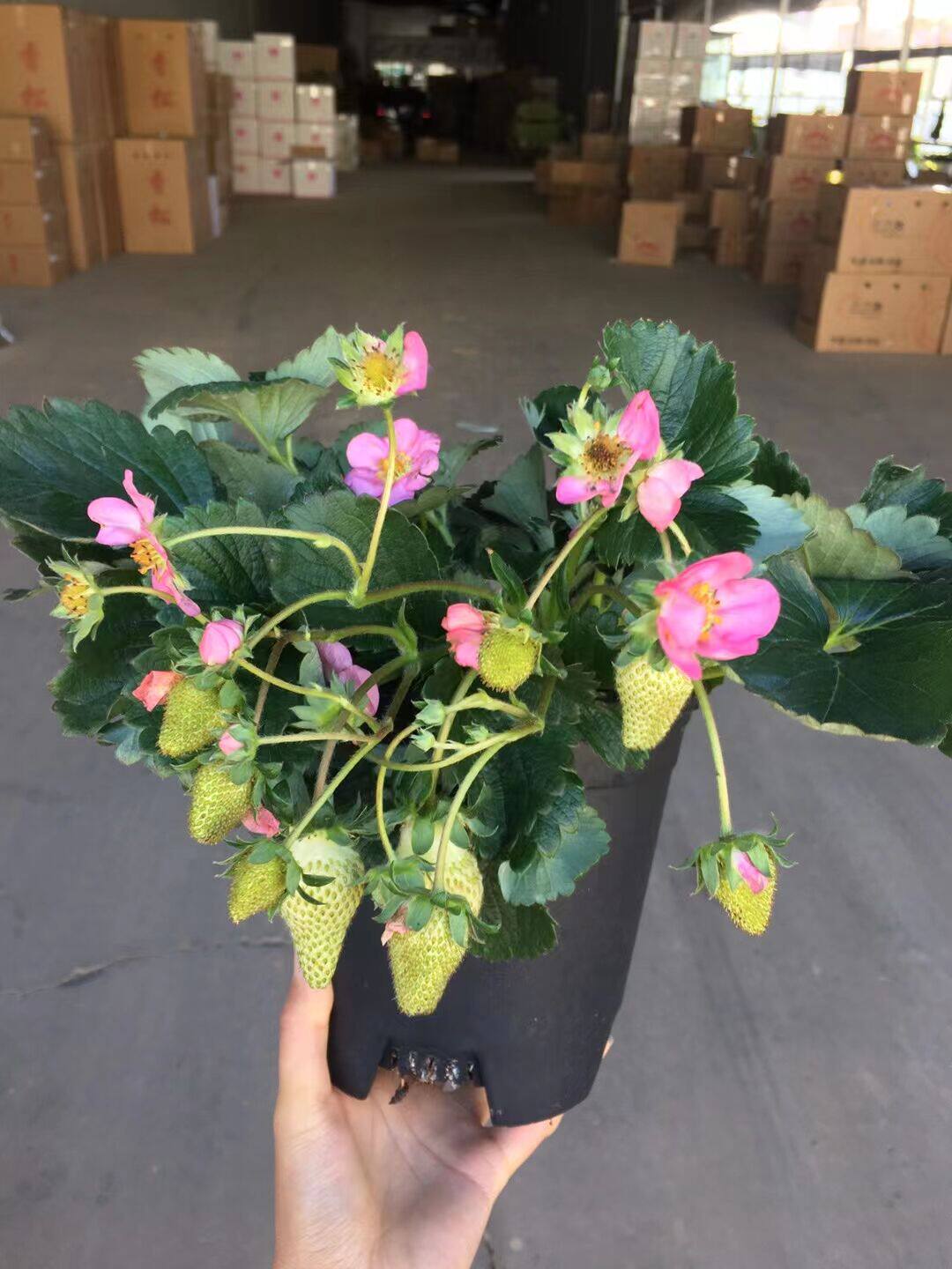 四季新品草莓盆栽草莓花植物庭院阳台易养耐寒花卉多年生包邮大苗