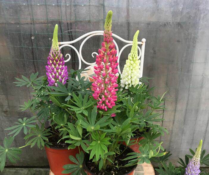 四季易养鲁冰花盆栽带花发羽扇豆大苗庭院阳台造景花卉植物包邮