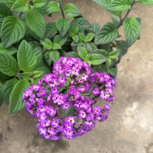 四季新品紫花香水兰紫香蓟花苗盆栽多年生木本植物室外庭院阳台花