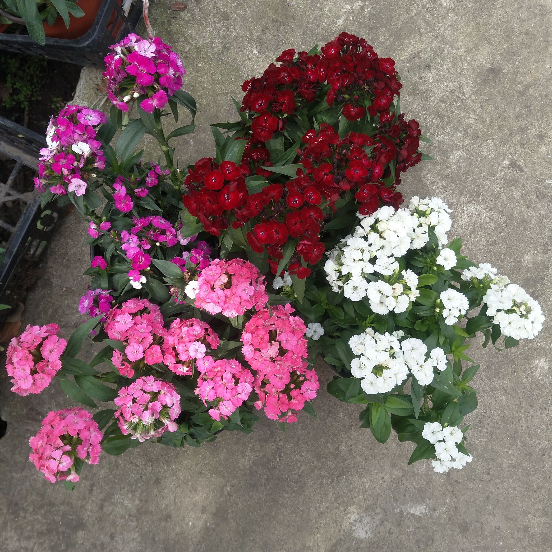 四季绣球石竹盆栽绣球花球竹盆栽花卉室内庭院阳台花卉带花发包邮