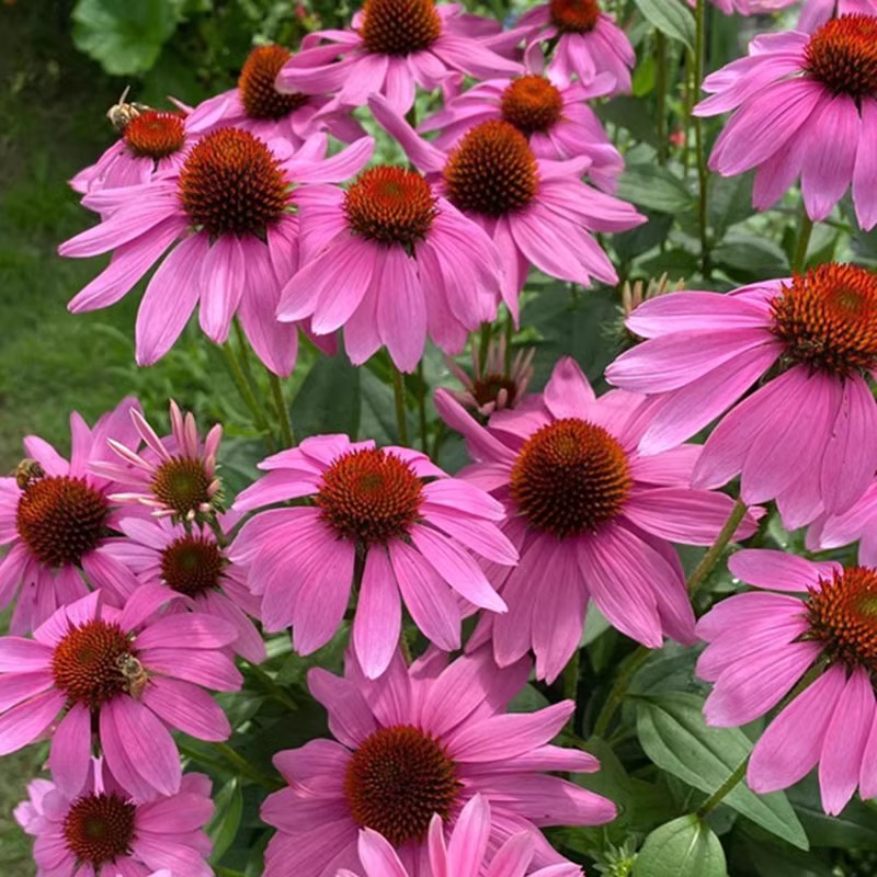 松果菊宿根庭院四季开花花镜