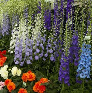 四季大花飞燕草花苗盆栽室外庭院花园植物花卉北极光系列蓝飞燕草
