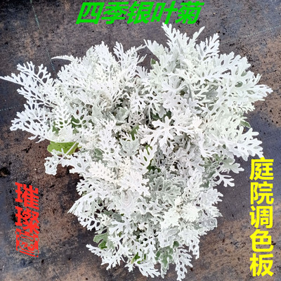银叶宿根庭院阳台四季银叶菊