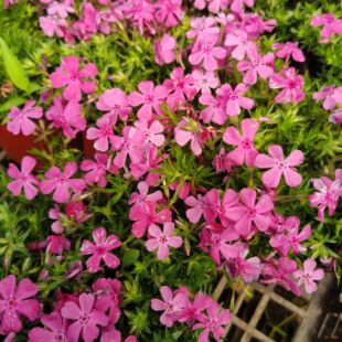 日本芝樱花针叶天蓝绣球盆栽丛生福禄考花苗花镜宿根地被植物带花