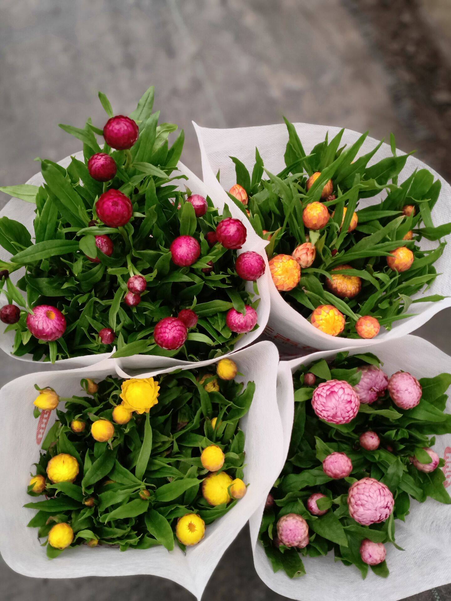 四季耐寒蜡菊盆栽花麦秆菊室内花园庭院露台年宵钮扣菊球型菊花苗