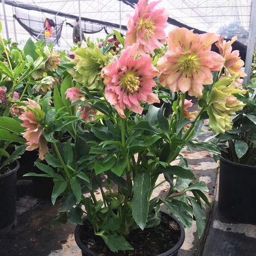 铁筷子盆栽冬日玫瑰花花苗植物