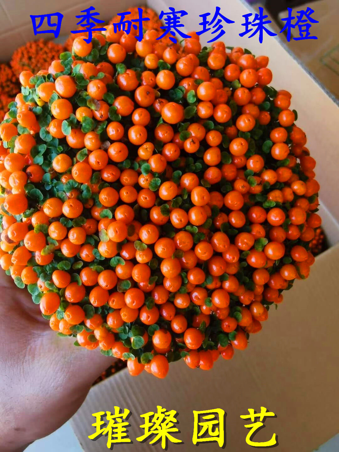 四季新品珍珠橙多肉盆栽进口植物室内客厅好养活净化空气防辐射花