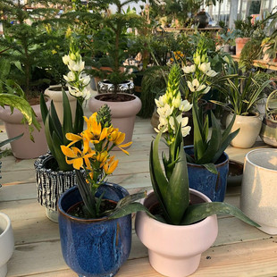 四季圣心百合盆栽百合花苗室内庭院阳台花卉球根宿根多年生植物花