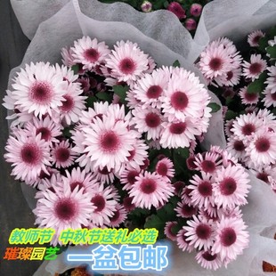 千头菊花苗盆栽小雏菊荷兰菊美人菊糖果菊球菊多年生耐热室内阳台