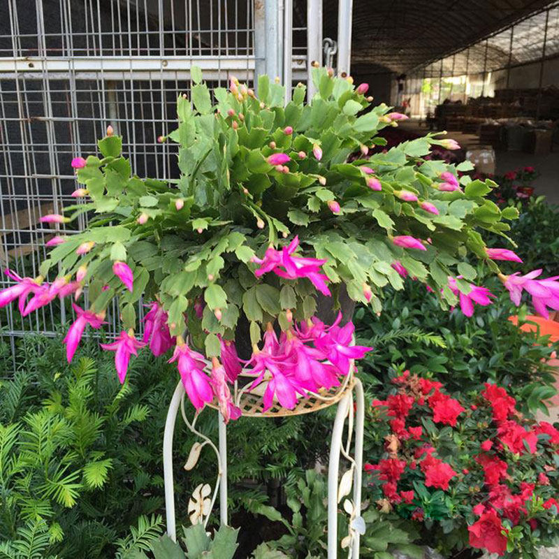 四季蟹爪兰盆栽阳台花园带花苞植物易养护好繁殖多肉花苗蟹爪花卉