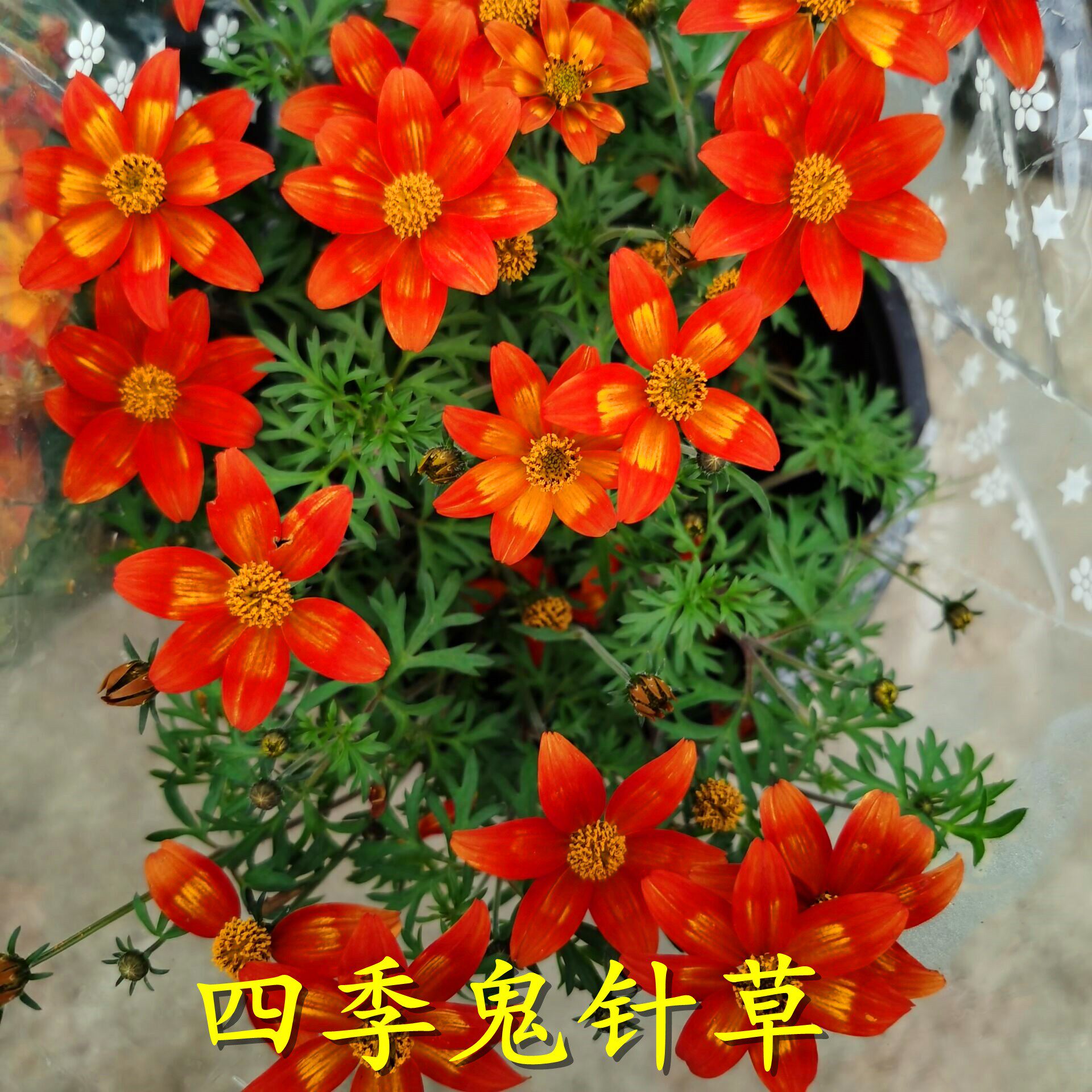 春季新品进口鬼针草盆栽耐寒耐热带花发货花卉爆盆花期长阳台植物