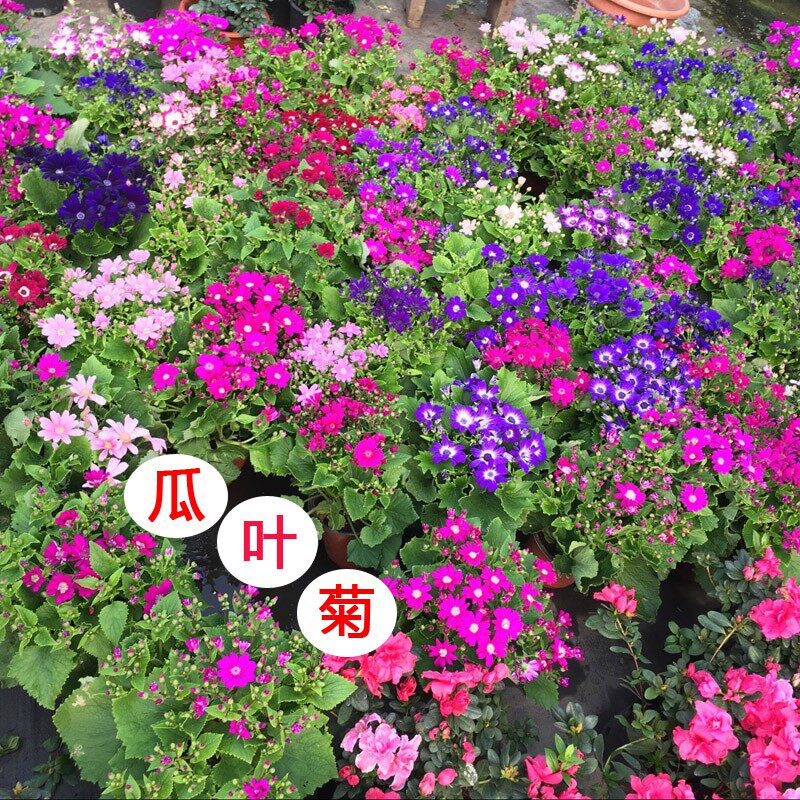 耐寒瓜叶菊盆栽庭院阳台易养花卉多年生花镜植物千头菊糖果菊花苗