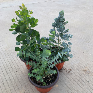 苹果桉尤加利盆栽心叶桉钱串蓝宝贝网红植物室内好养绿植花卉包邮