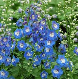 四季大花飞燕草盆栽带花苞室外庭院植物花园花镜大花卉飞燕草花苗