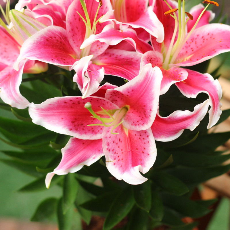 四季新品香水百合金百合白百何盆栽植物花卉庭院阳台室内花卉耐寒