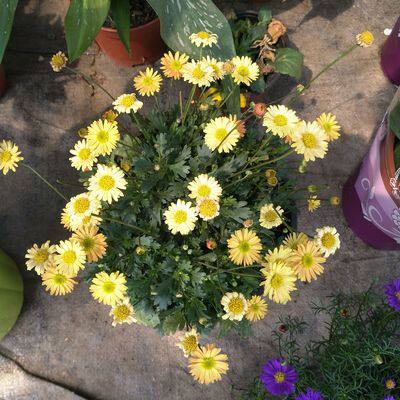 四季姬小菊盆栽花苗庭院植物阳台花卉绿植菊花苗盆栽开花植物包邮