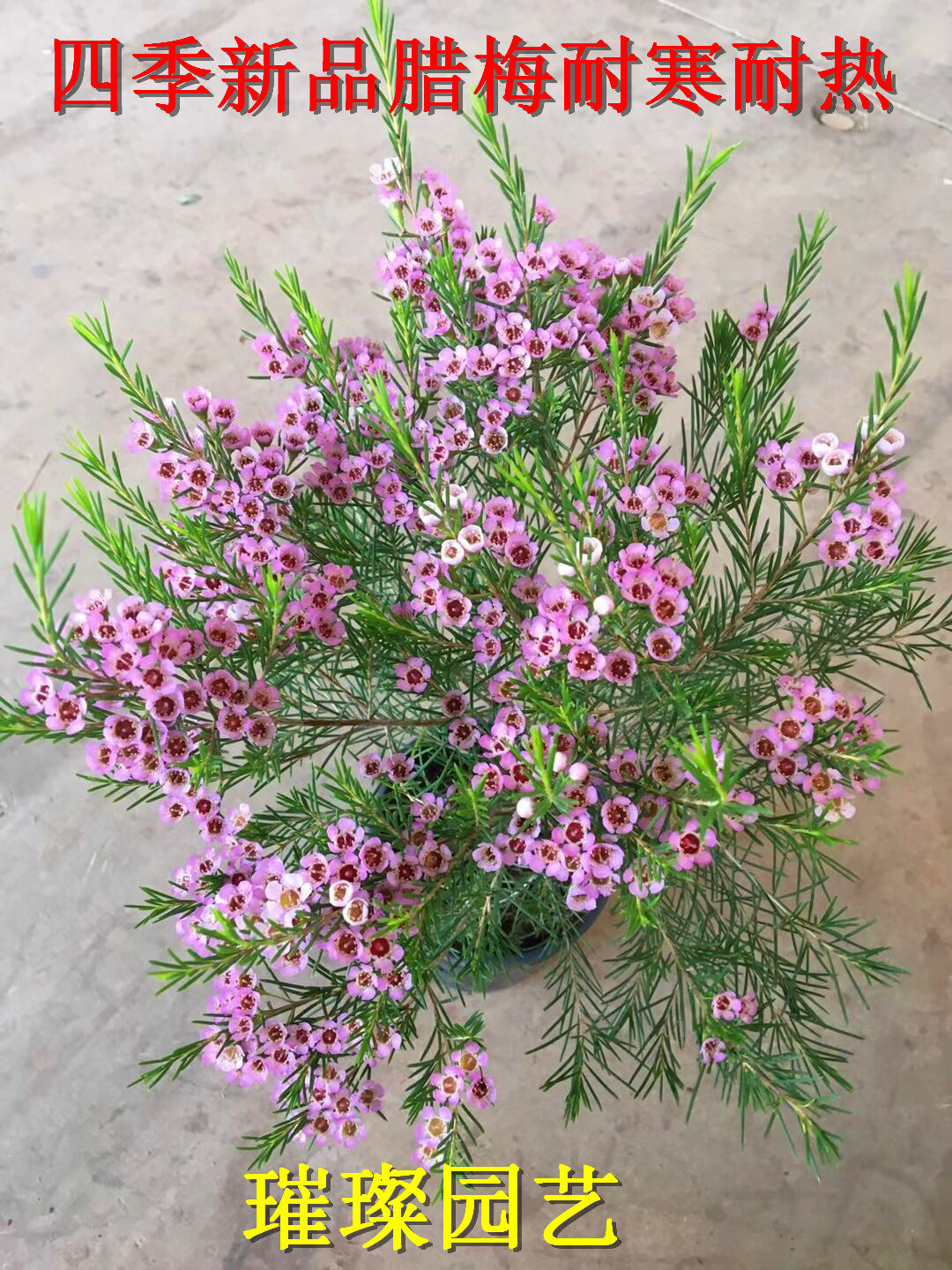 四季新品进口澳洲腊梅盆栽腊梅花苗澳洲红梅植物庭院阳台花卉易养