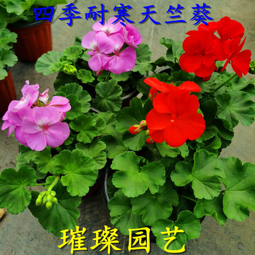开花木本庭院阳台四季直立天竺葵