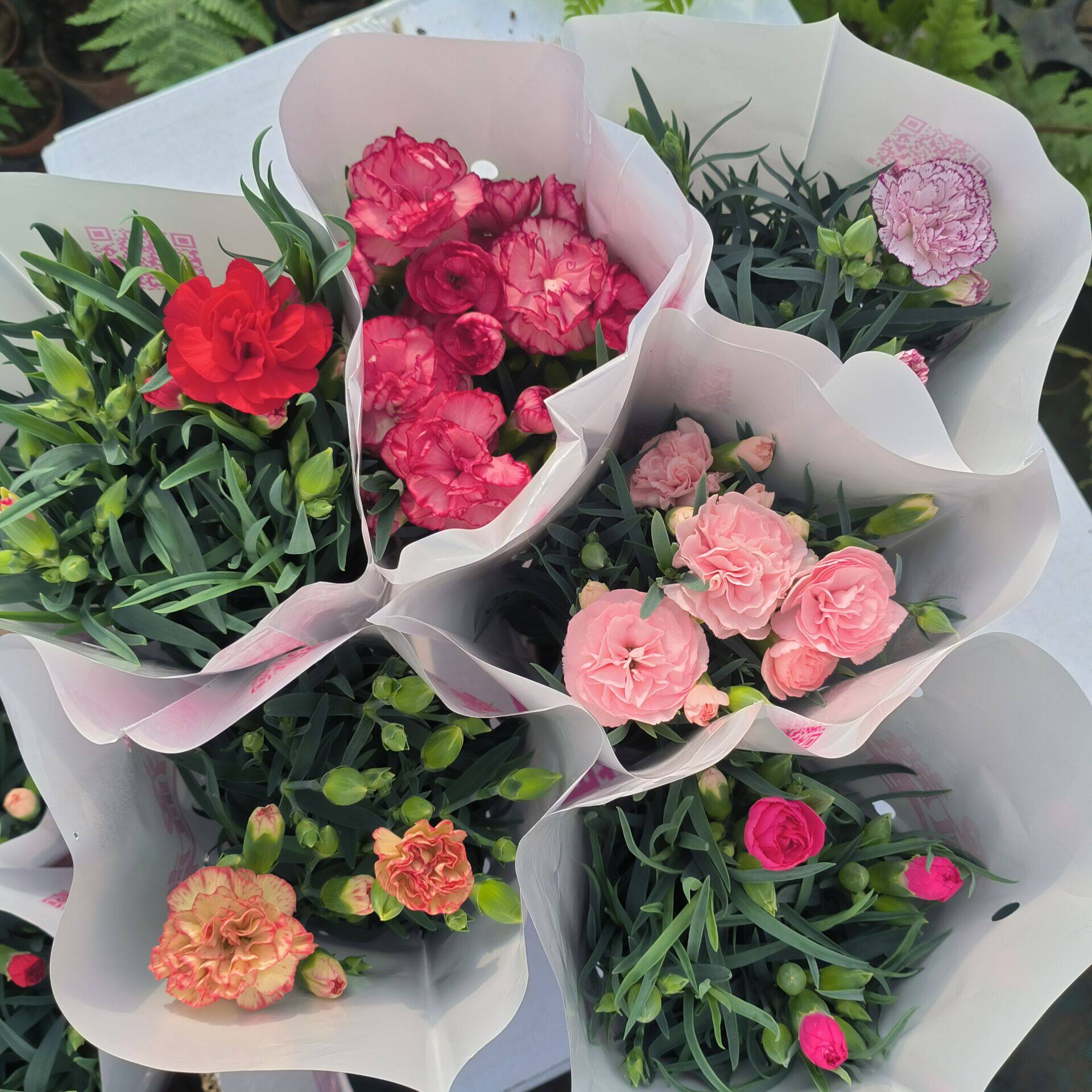 四季康乃馨盆栽石竹花苗单重瓣花卉庭院阳台地载盆栽花卉易养包邮