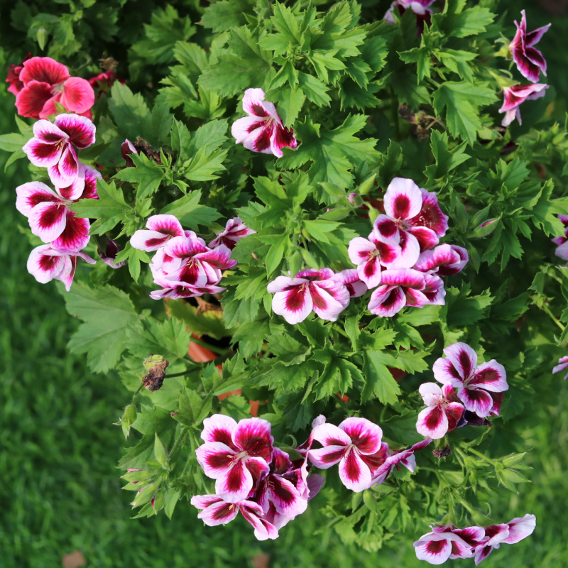 四季大花天竺葵盆栽室外庭院阳台花卉植物天使之眼天竺葵花苗带花