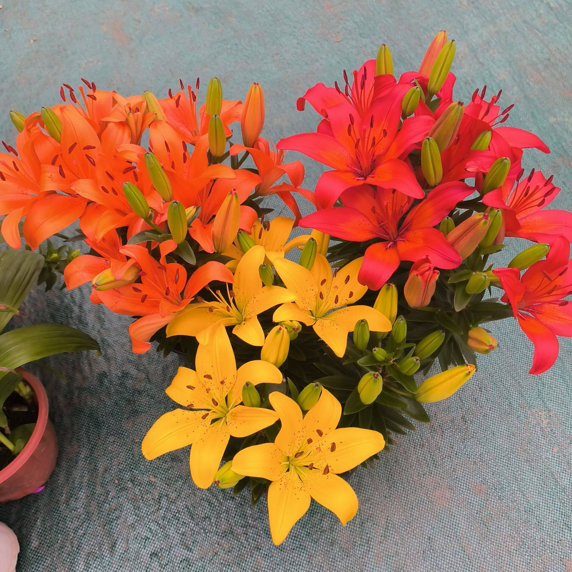 四季金百合盆栽耐热耐寒多年生球根植物北方地栽花卉带花苞苗包邮