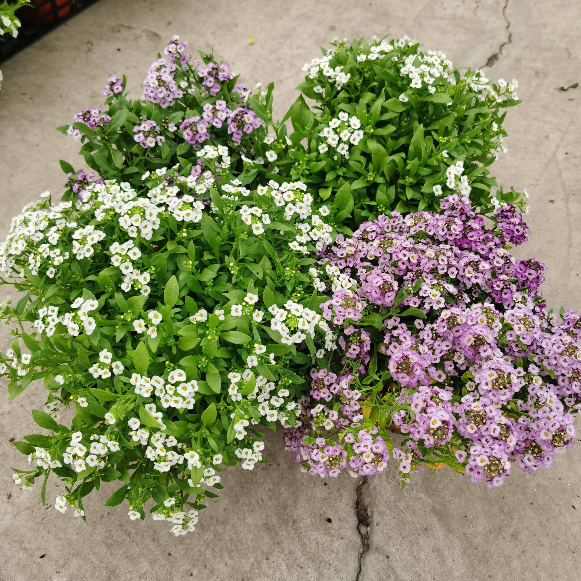 四季耐寒香雪球庭院阳台室外花园地栽花卉香雪草地被植物花卉香苗