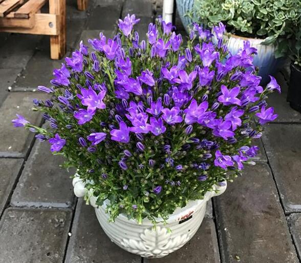 四季丹麦风铃花盆栽花苗阳台花卉庭院窗台植物盆栽风铃花草苗包邮