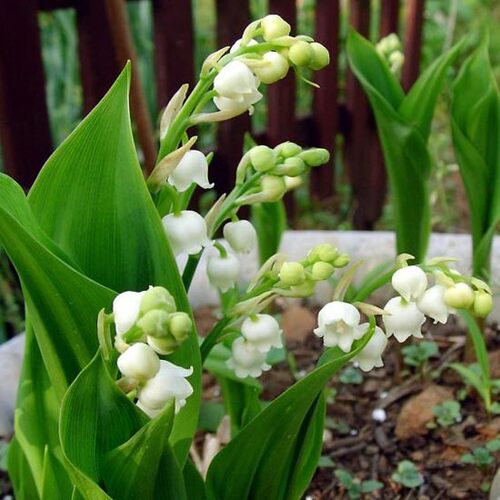 开花根球庭院阳台四季铃兰