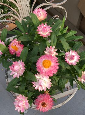 木本蜡菊麦秆菊庭院阳台四季开花