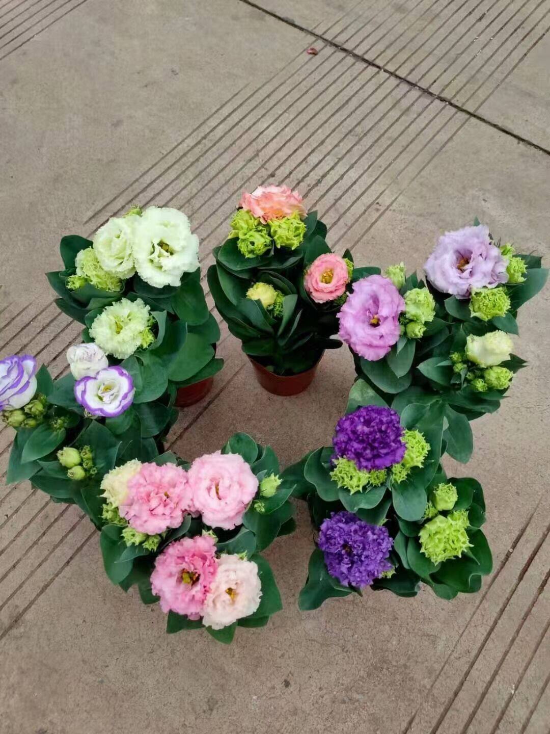 四季重瓣洋桔梗盆栽带花鲜切花品种龙胆花洋桔梗花苗阳台花卉植物