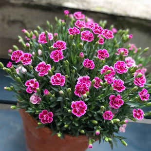 四季石竹初吻盆栽欧石竹花苗康乃馨植物耐寒多年生花庭院阳台花卉