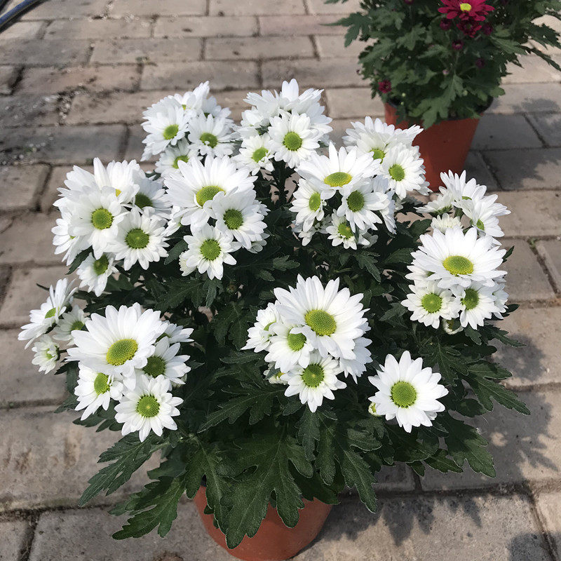 四季新品美人菊女王菊绿心盆栽带花千头菊雏菊花卉荷兰菊花苗植物