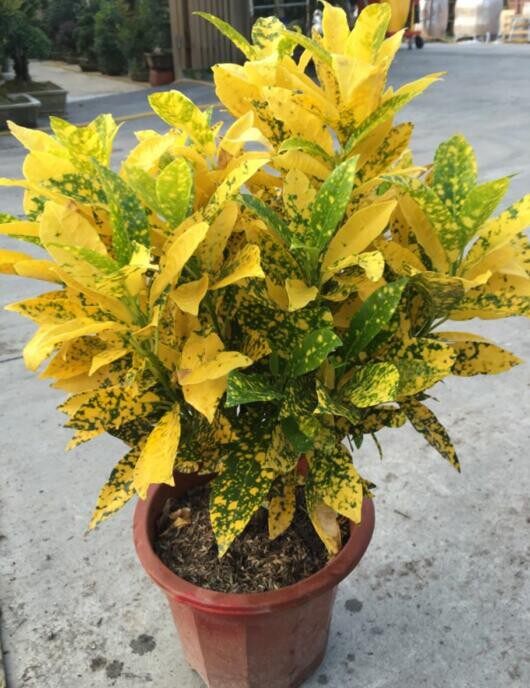 四季洒金变叶木盆栽阳台庭院花卉好养植物七彩洒金榕黄金木绿植