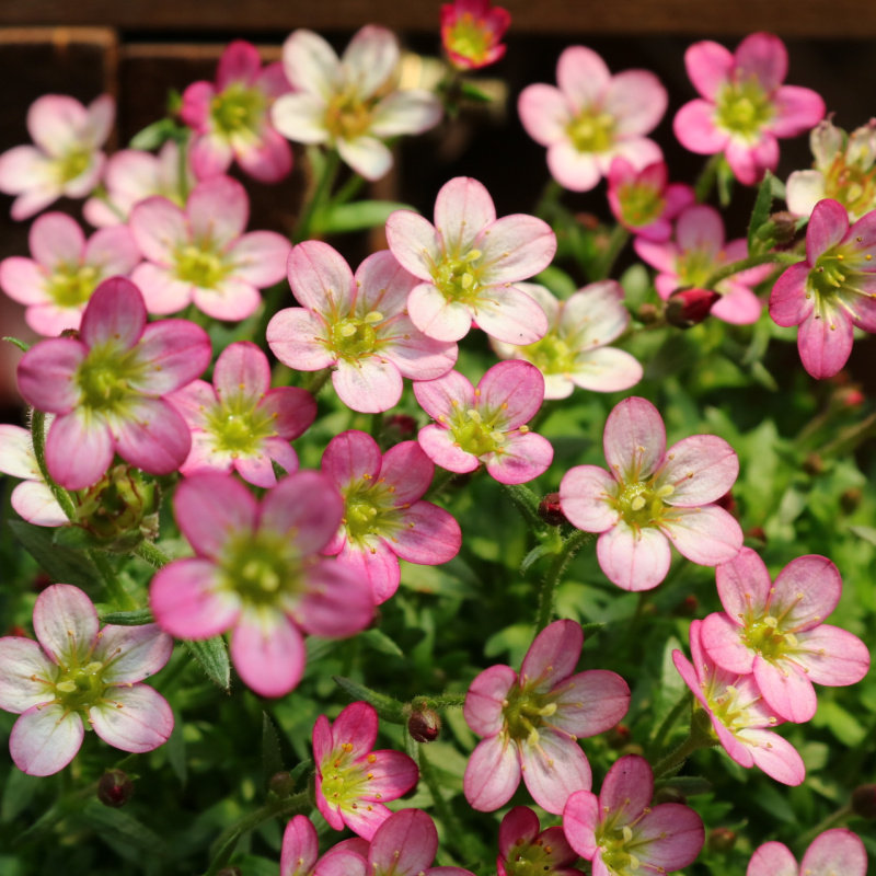四季虎耳草盆栽花苗多年生易养室内外盆栽花镜植物花卉云间草花苗