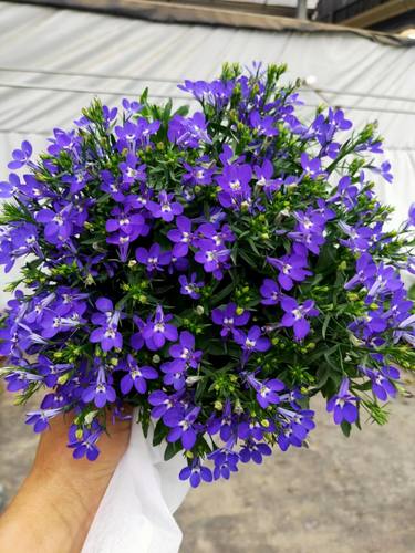 半边莲六倍利庭院阳台四季开花