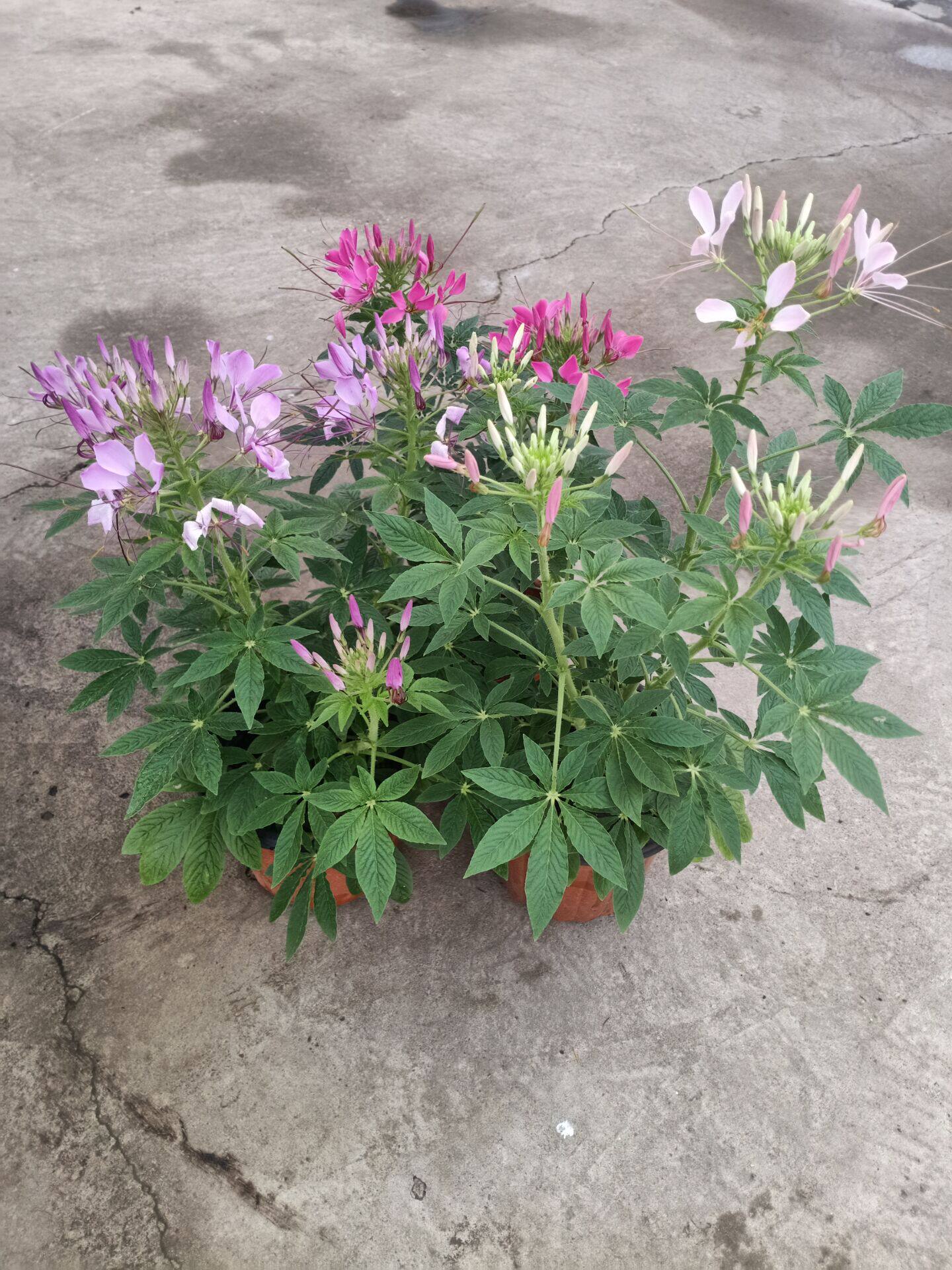 四季醉蝶花盆栽花苗蜘蛛花室内庭院阳台花卉花期长蝴蝶花花镜植物