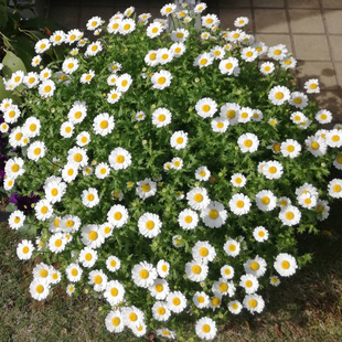 四季白金菊目春菊白色玛格丽特小白菊盆栽植物花卉庭院阳台室外苗