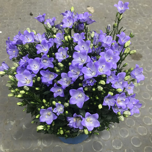意大利风铃风铃花庭院阳台四季花