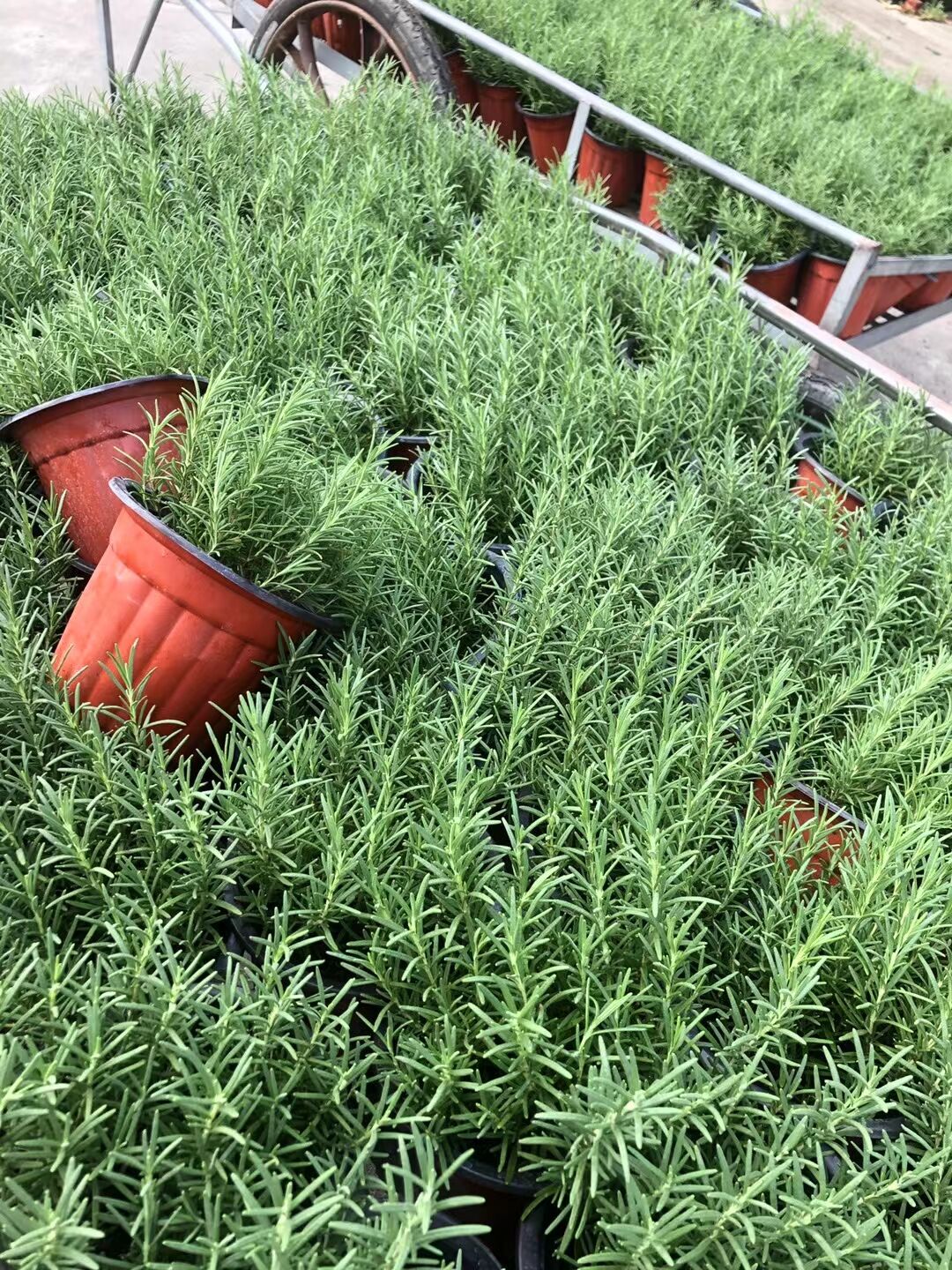 四季迷迭香盆栽可食用驱蚊草香草植物桌面绿植办公室新鲜薄荷叶